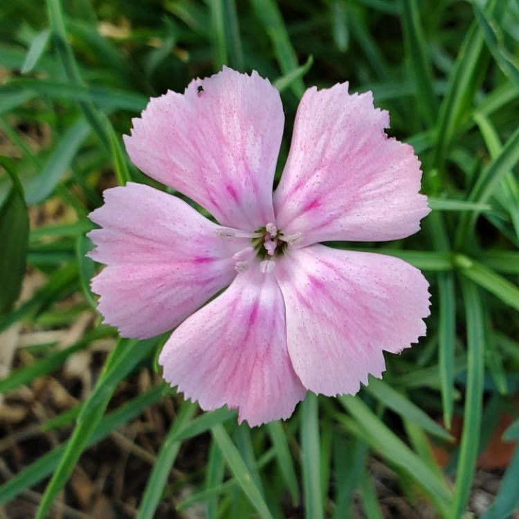 plant image 1716190 plant image 1716190