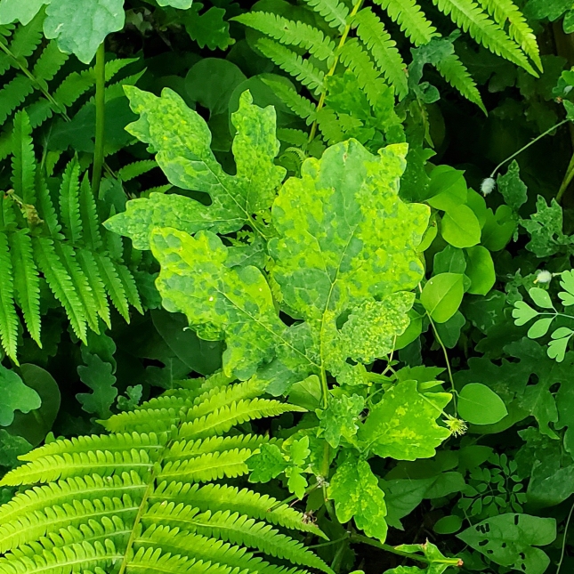 plant image 1716390 plant image 1716390