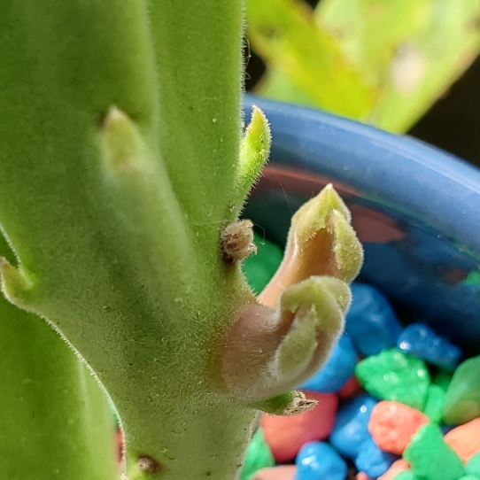 plant image 1716600