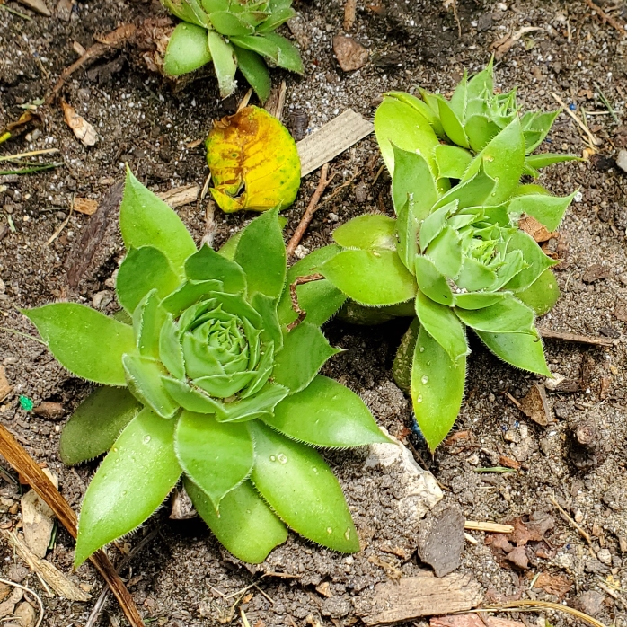 plant image 1716679 plant image 1716679