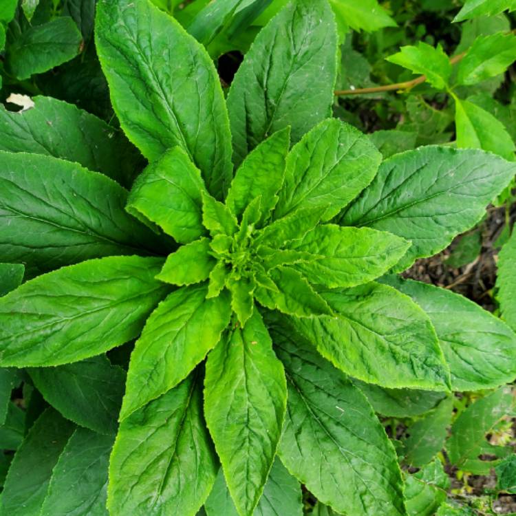 plant image 1716817 plant image 1716817
