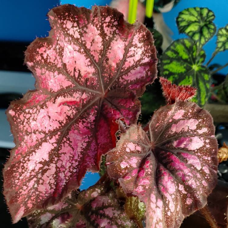 plant image 1716818 plant image 1716818