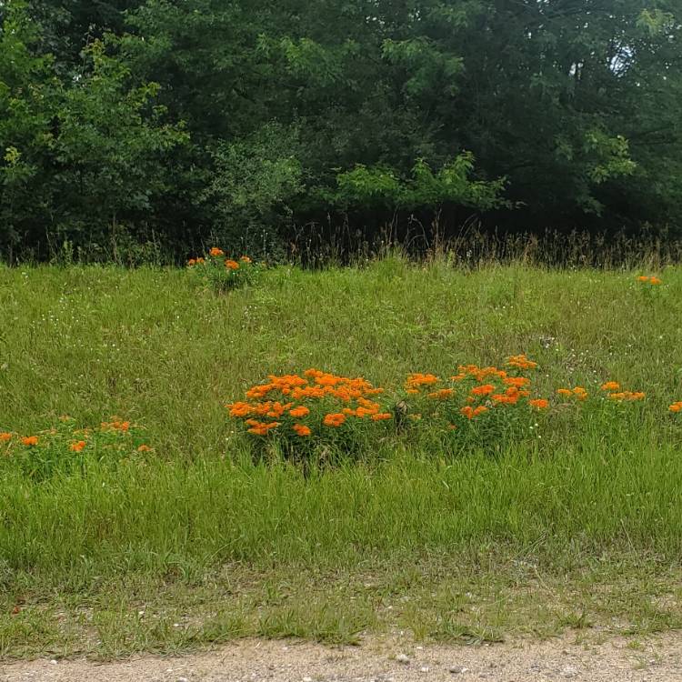 Plant image Asclepias tuberosa