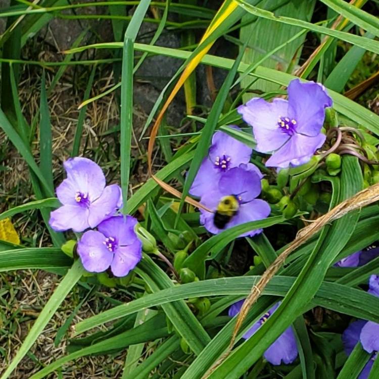 plant image 1717100