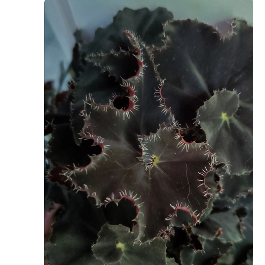 plant image 1717282 plant image 1717282