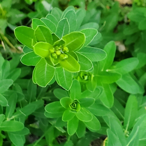 plant image 1717291