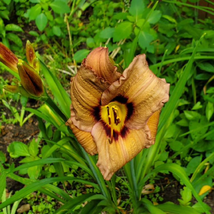 plant image 1717317 plant image 1717317