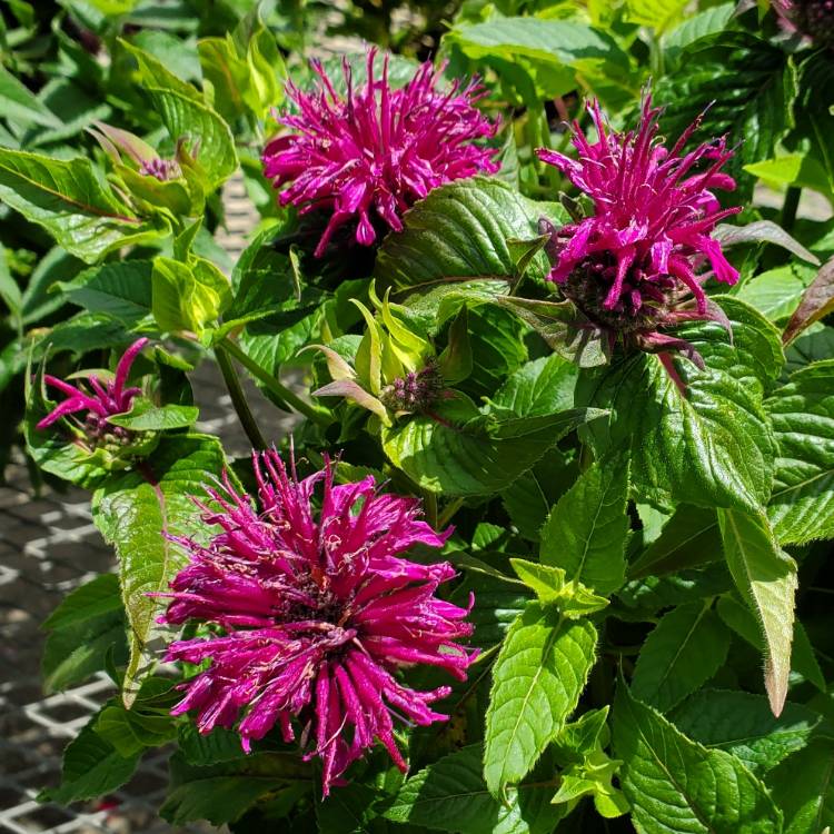 Plant image Monarda Didyma 'Sugar Buzz® Grape Gumball'