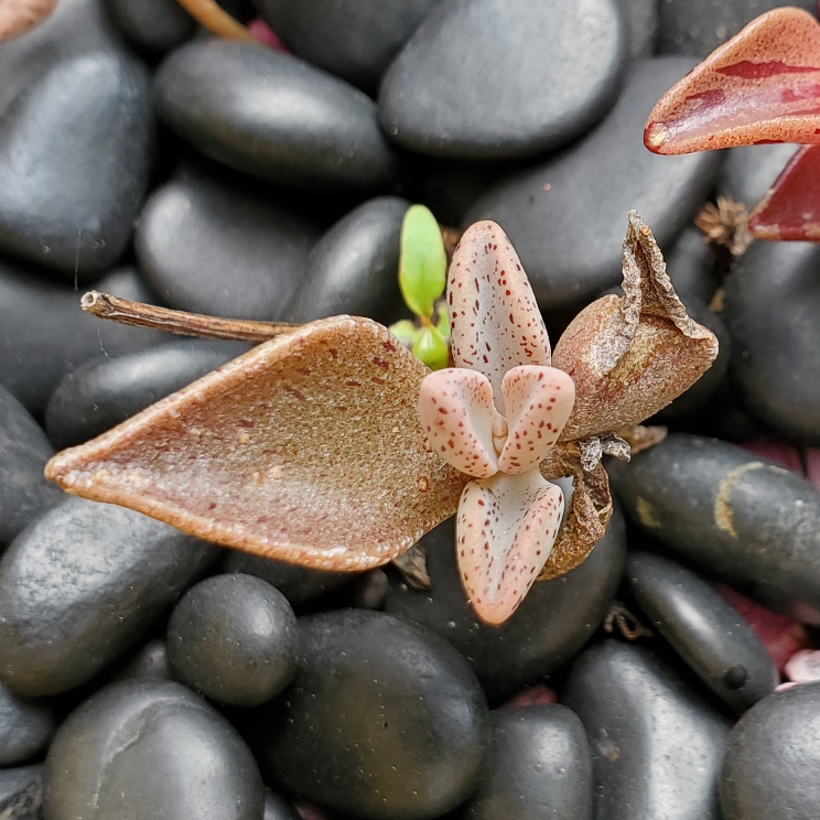 plant image 1717614 plant image 1717614
