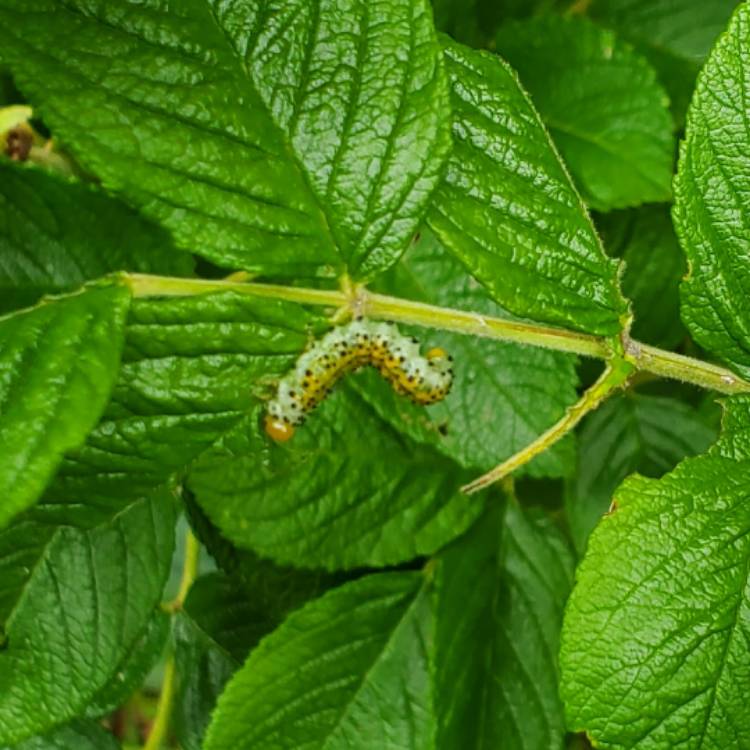plant image 1717656 plant image 1717656