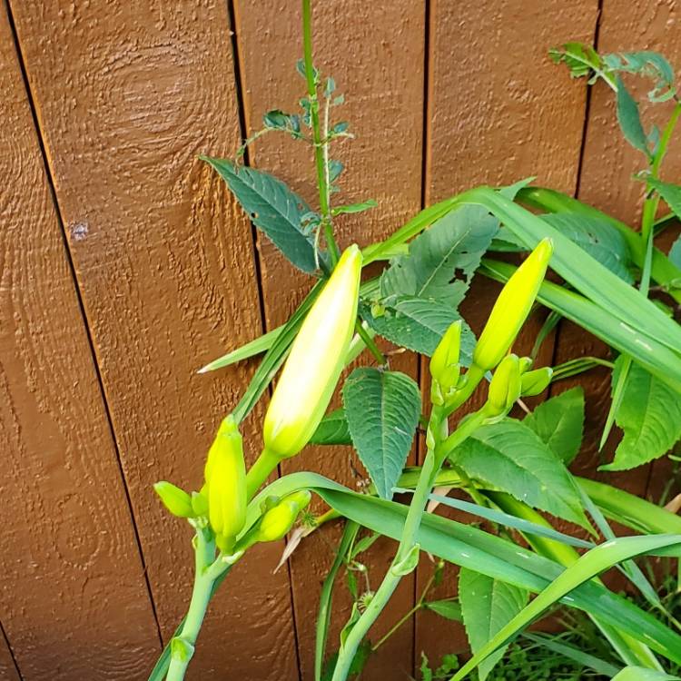 plant image 1717685