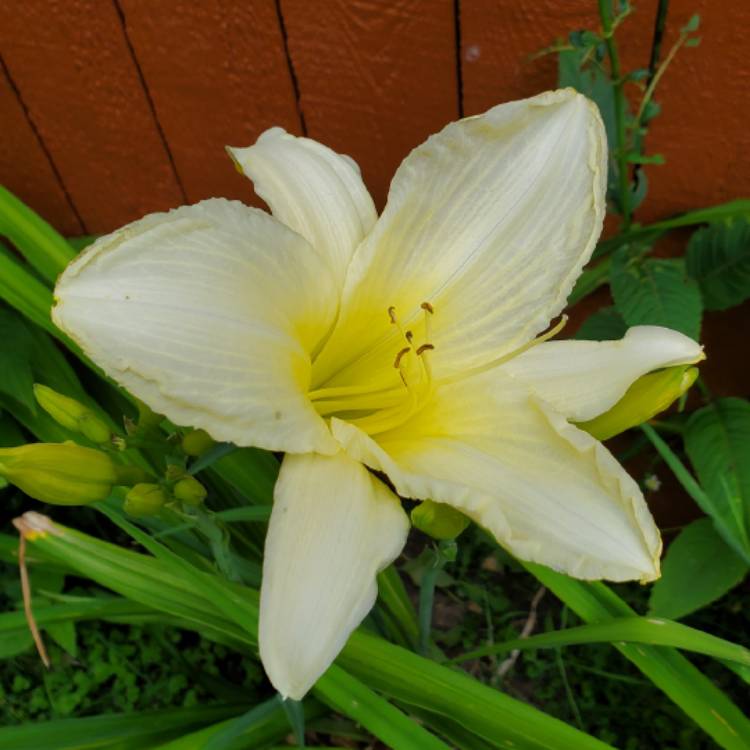 plant image 1717899