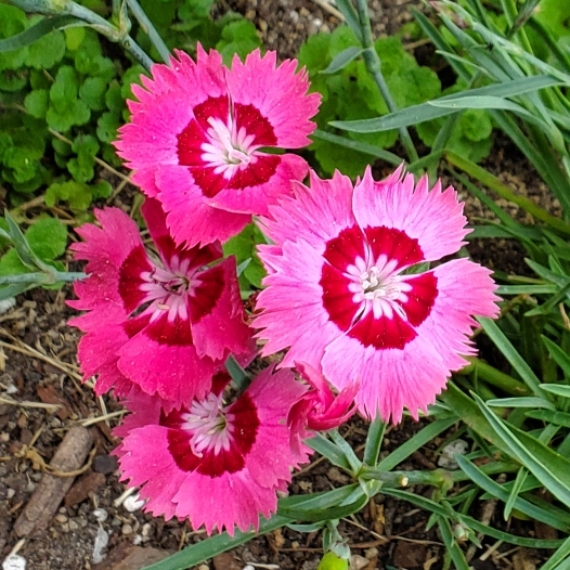 plant image 1718137 plant image 1718137