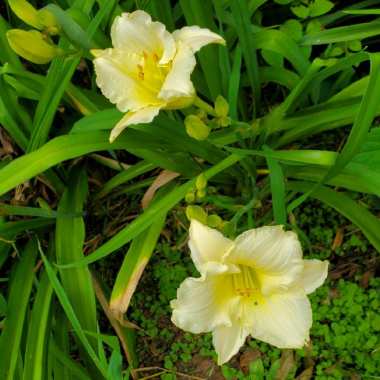 Plant image Hemerocallis 'Royal Frosting'