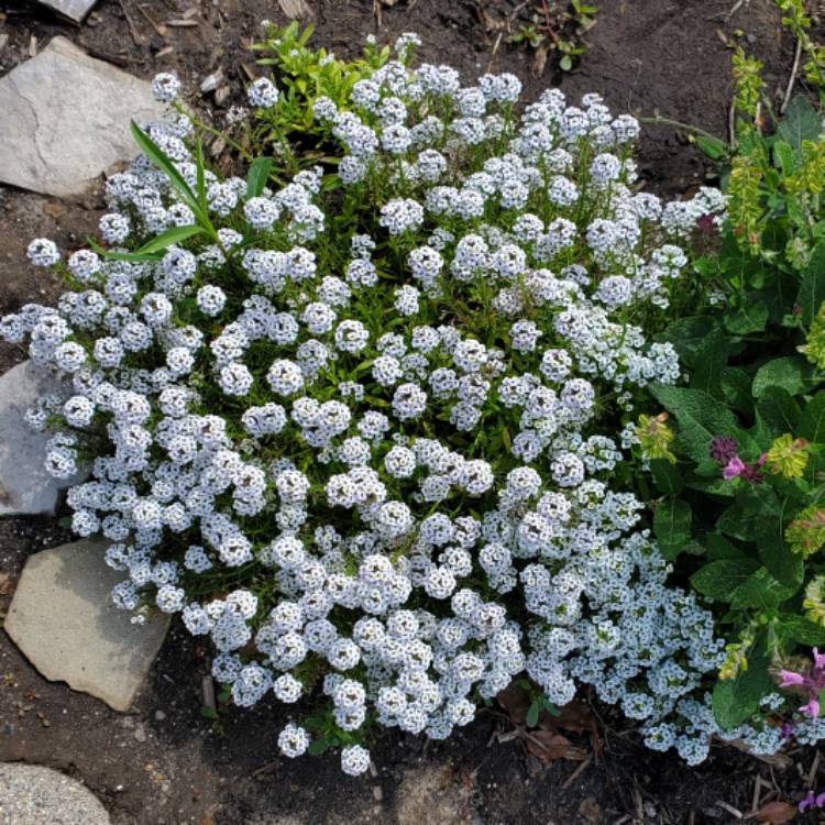 plant image 1720236 plant image 1720236