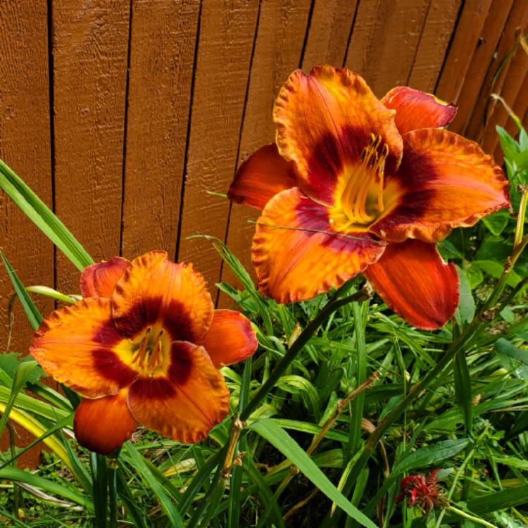 plant image 1720237 plant image 1720237