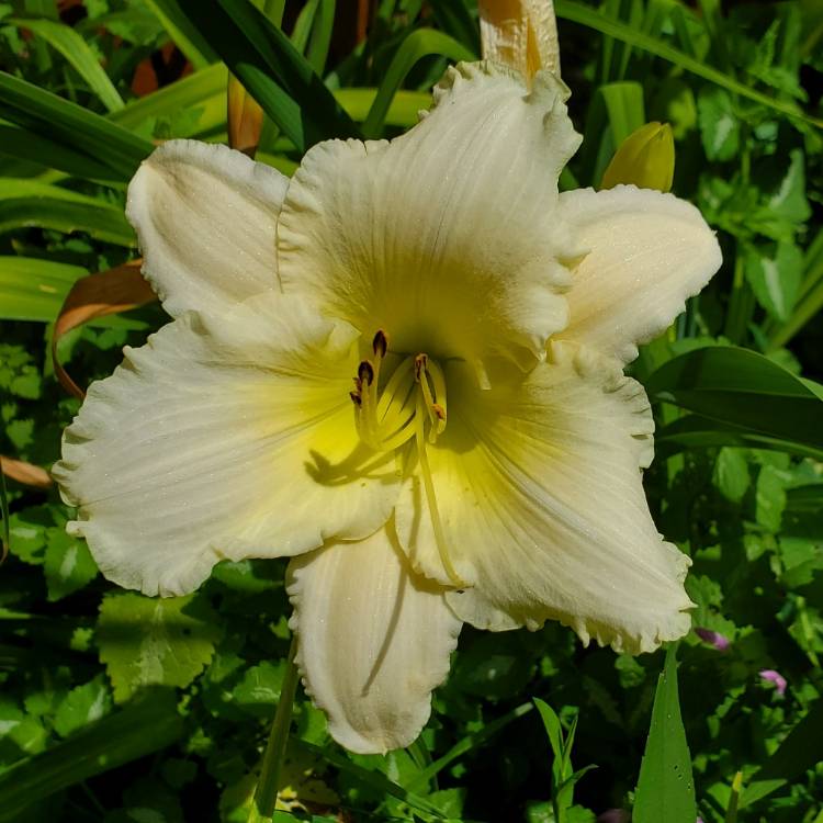 plant image 1720287