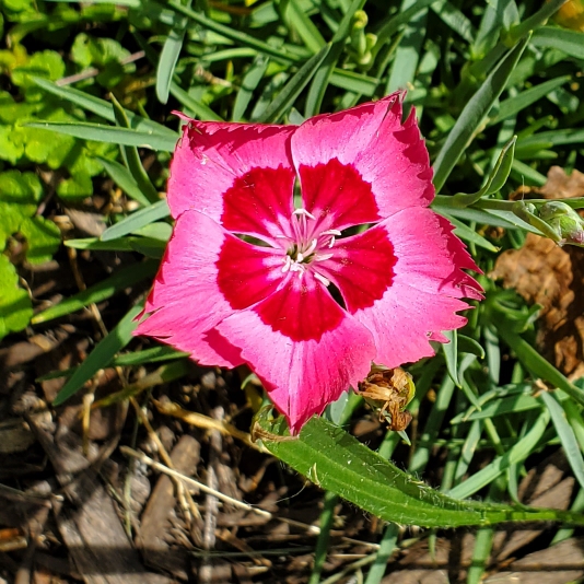 plant image 1720288 plant image 1720288