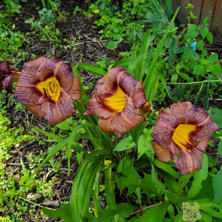 plant image 1720401 plant image 1720401