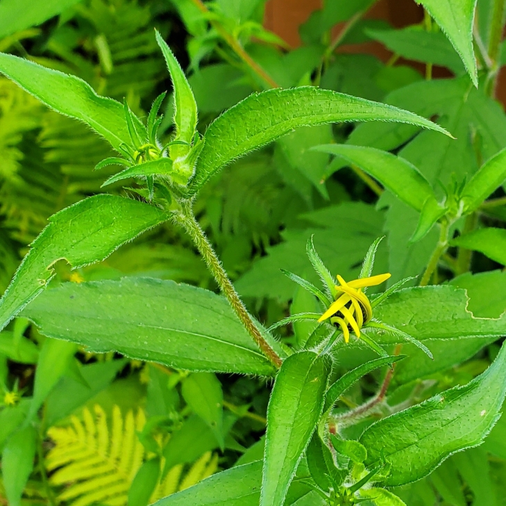 plant image 1720413 plant image 1720413
