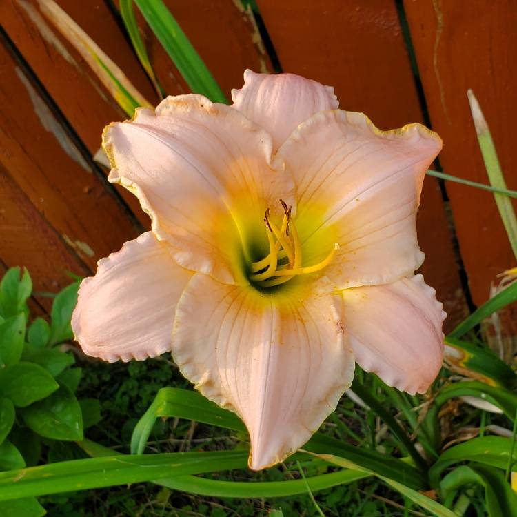 plant image 1720527 plant image 1720527