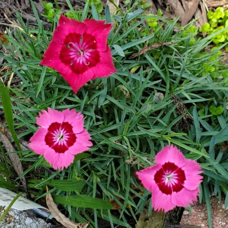 plant image 1720691 plant image 1720691
