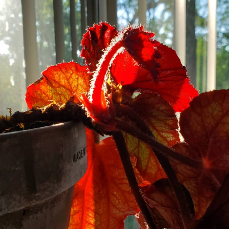 plant image 1721033 plant image 1721033