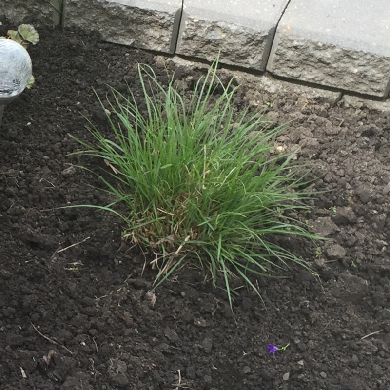 plant image 119804