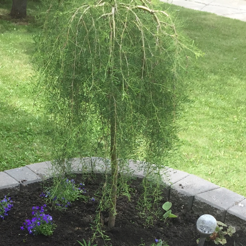 Siberian Pea Tree 'Walker'