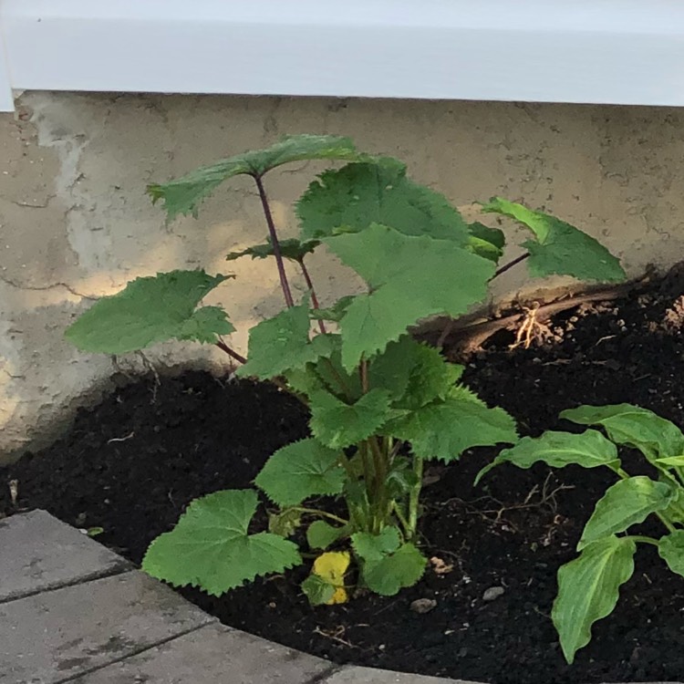 plant image 736824