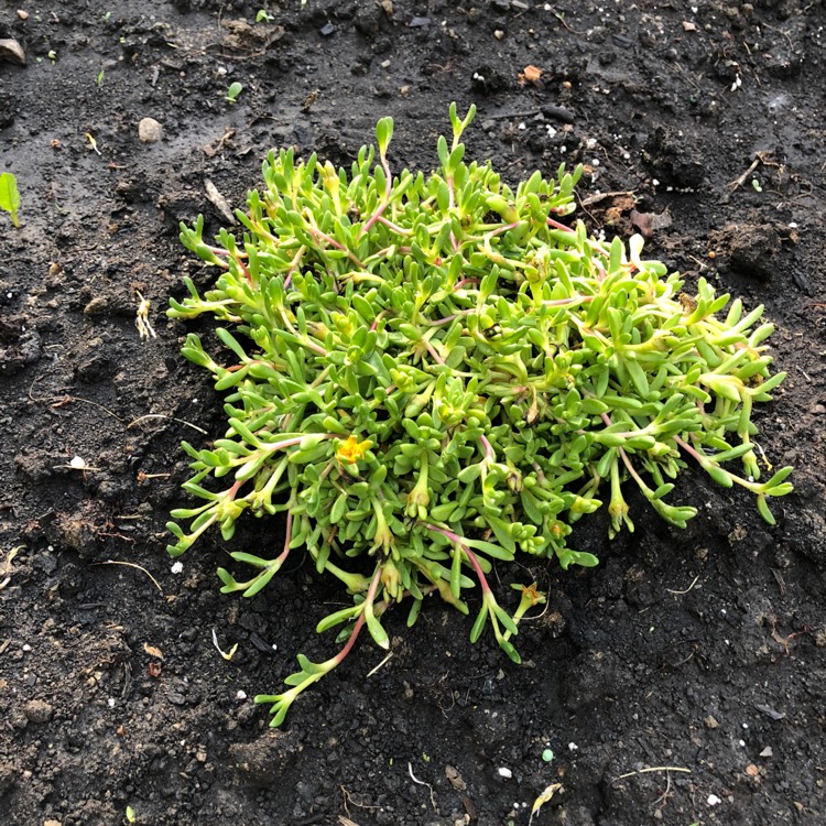 Plant image Delosperma nubigenum
