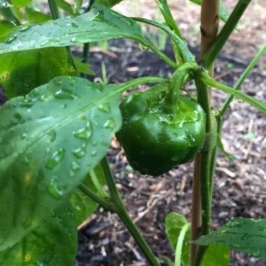 Capsicum annuum