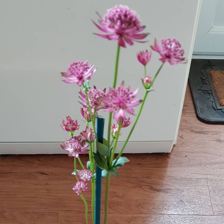 plant image 1080613