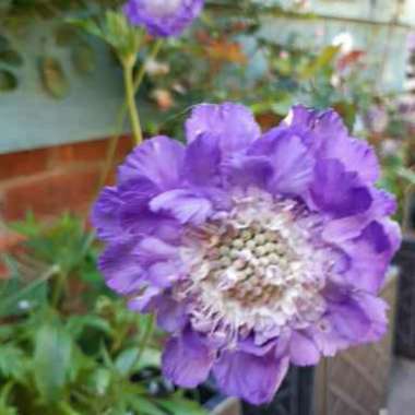 Scabiosa caucasica