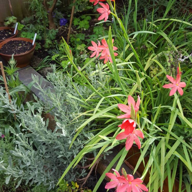 plant image 555460