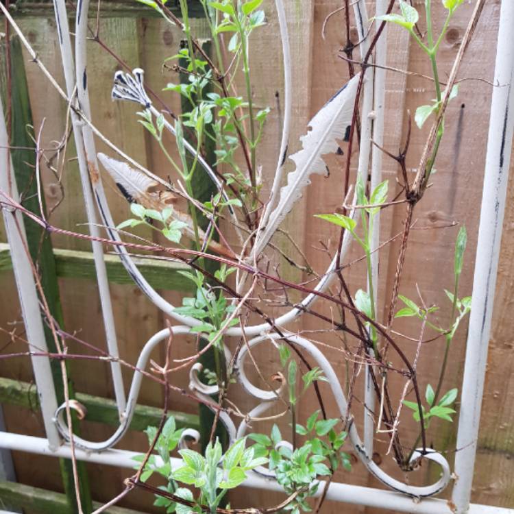 plant image 652845