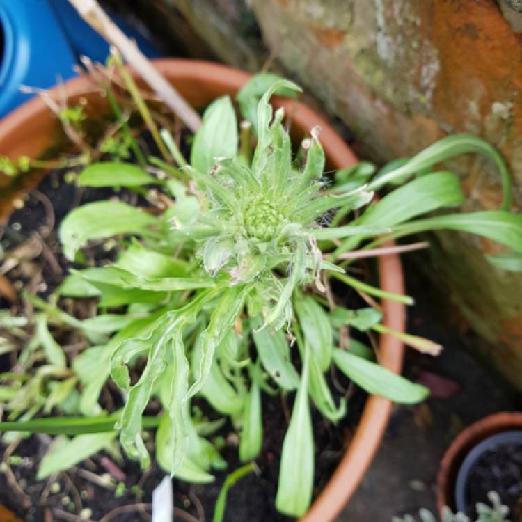 plant image 652851