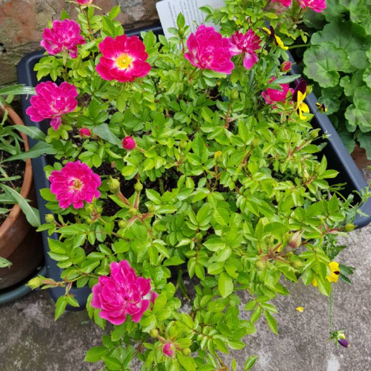 plant image 728046
