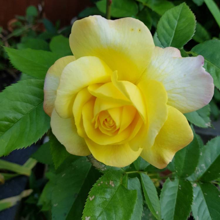Plant image Rosa 'Chinatown'