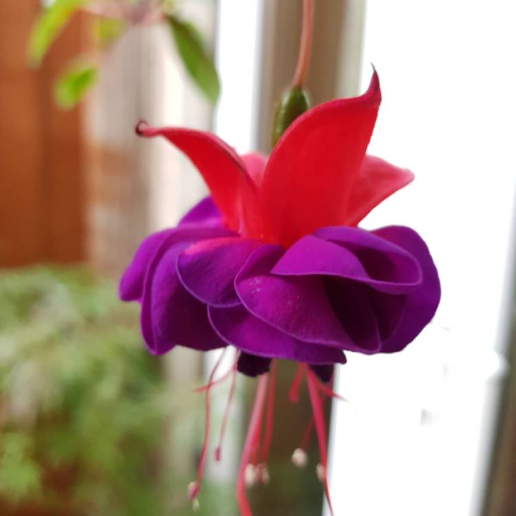 Plant image Fuchsia 'Blackie'