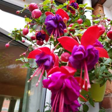 Fuchsia 'Beckie Lou'