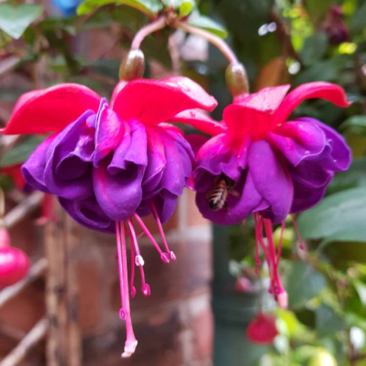 plant image 822638
