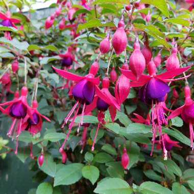 Fuchsia (Tender)