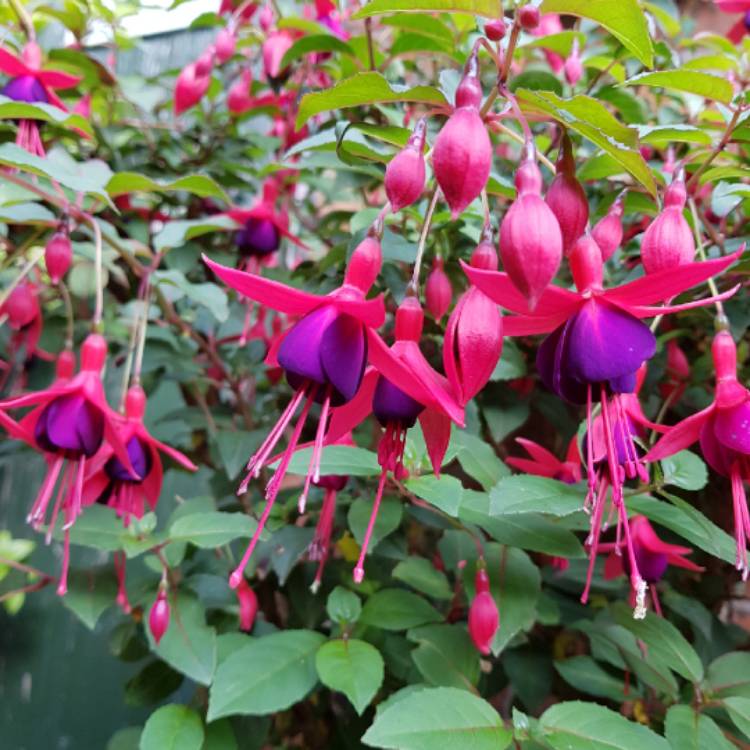 plant image 835979 plant image 835979