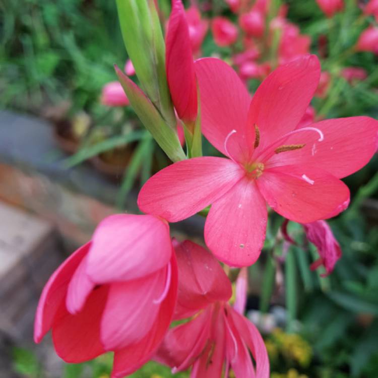 plant image 875260