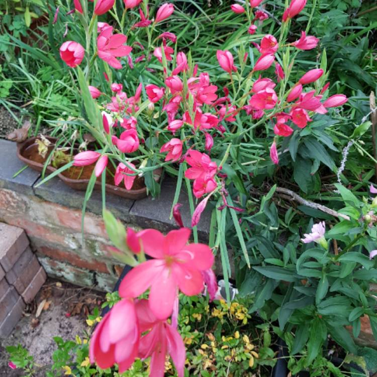 plant image 875263