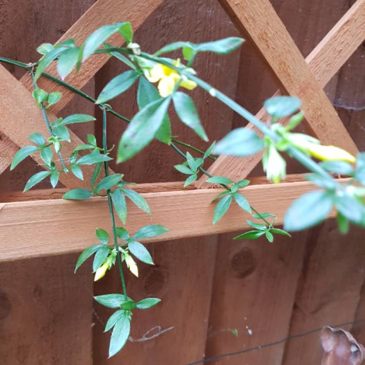 plant image 878835