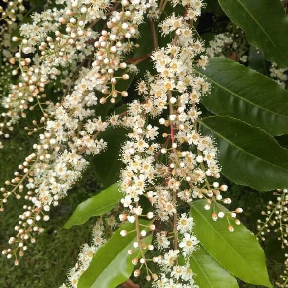 Plant image Prunus lusitanica 'Angustifolia'