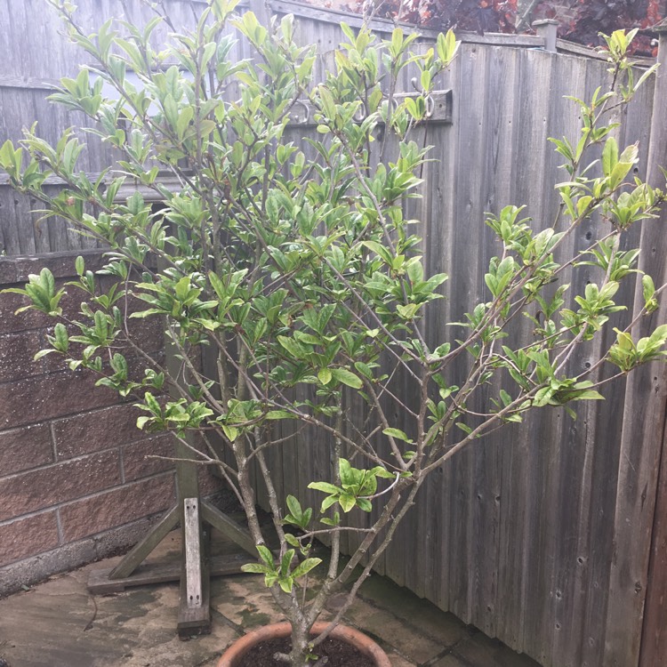 plant image 403013