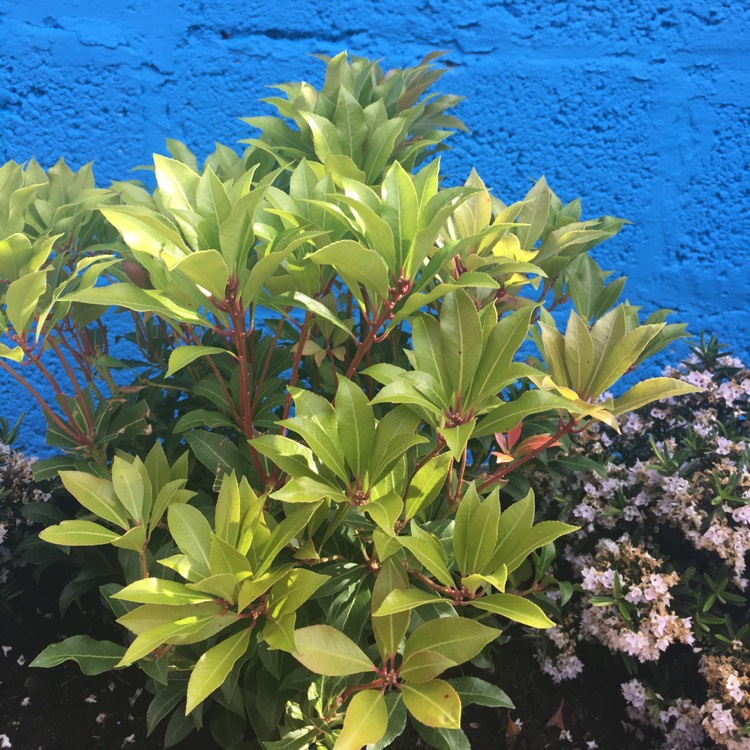 plant image 403015